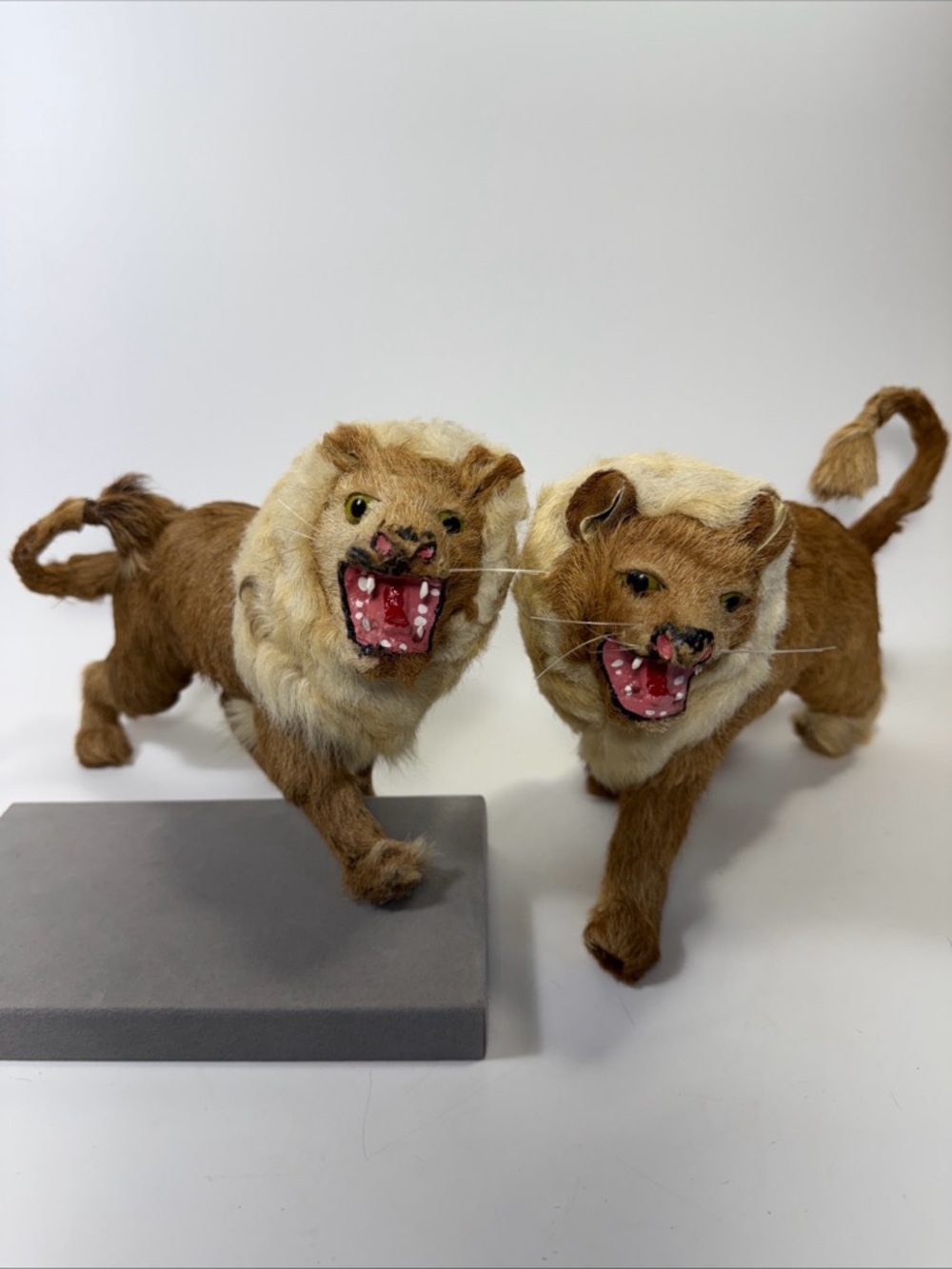 Antique taxidermy lion toy size with real fur pair hand painted detail.